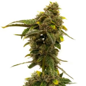 Orange Skunk Feminized Seeds