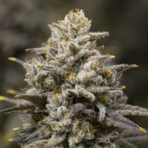 Oreoz Feminized Seeds