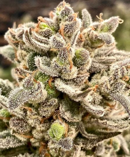 Oreoz Cake Feminized Seeds