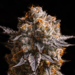 Pink Cookies Feminized Seeds