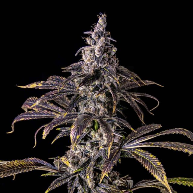 Purple Haze Feminized Seeds