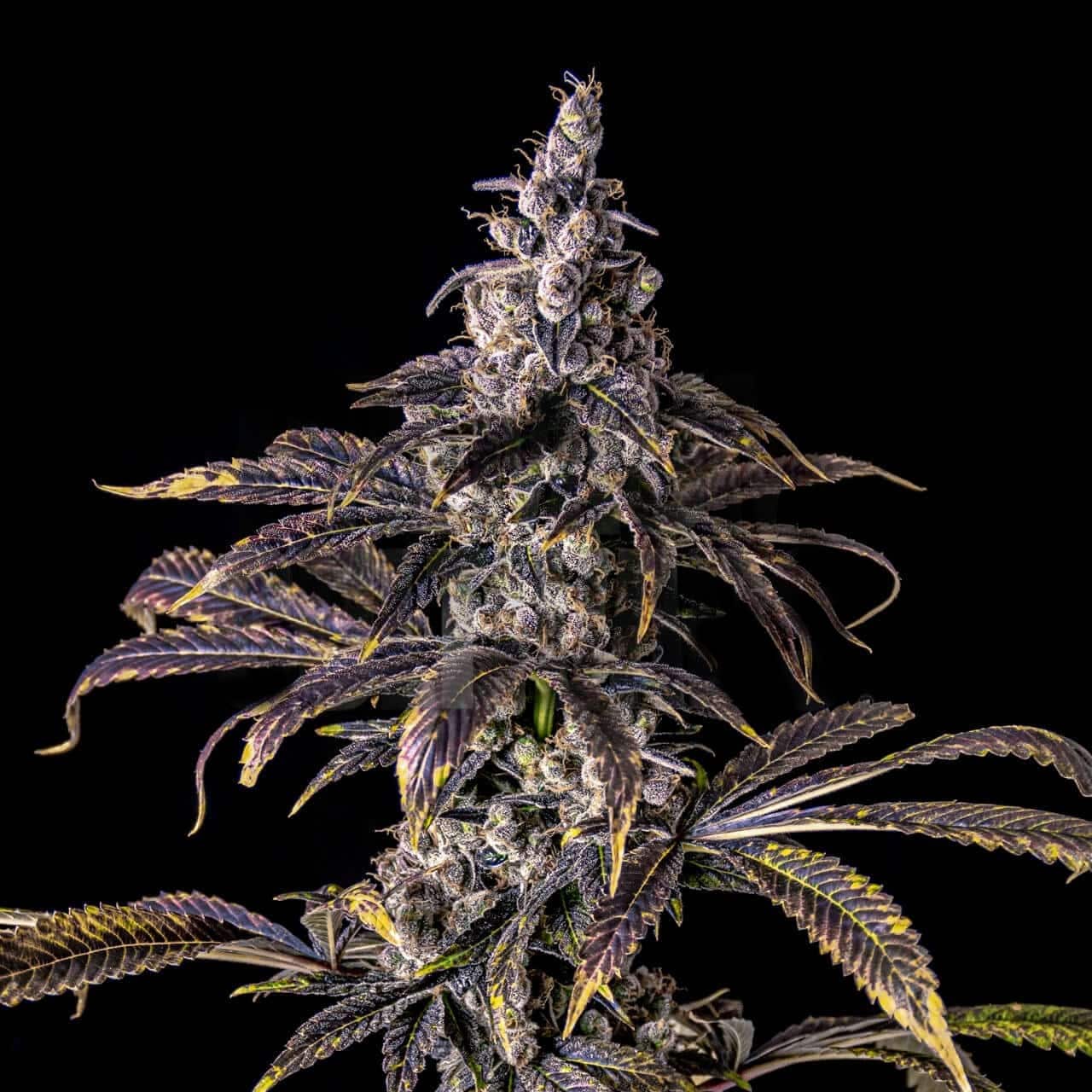 Buy Purple Haze Feminized Seeds by Premium Cultivars in America ...