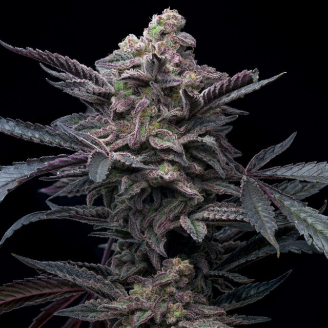 Purple Lemonade Autoflowering Seeds