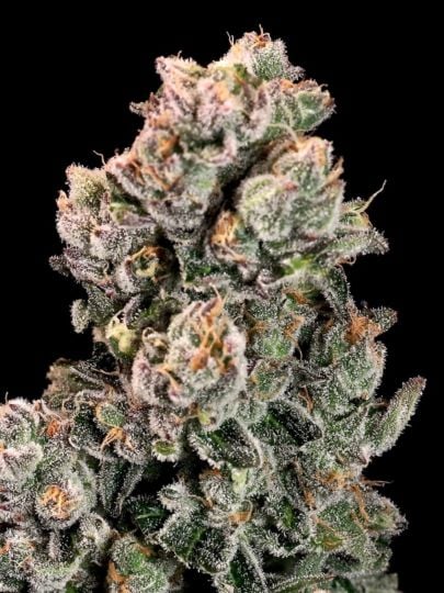 Red Runtz Feminized Seeds