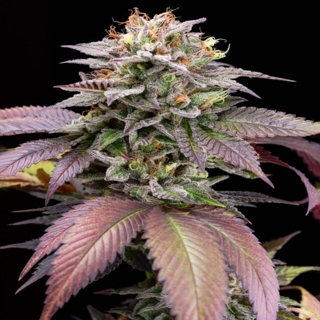 Sherbanger Feminized Seeds