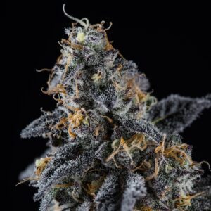 Sunset Sherbet Feminized Seeds