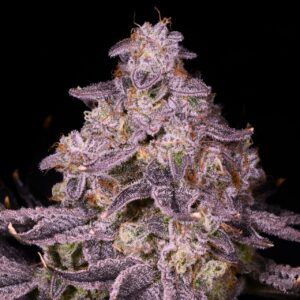 Sherblato Feminized Seeds