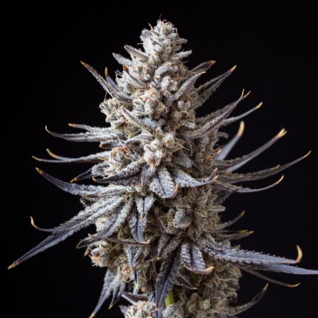 Skilatti Feminized Seeds