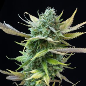 Sour Candy Feminized Seeds