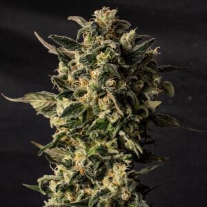 Sour Kush Feminized Seeds