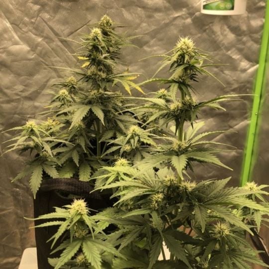 Sour Diesel Autoflower Seeds