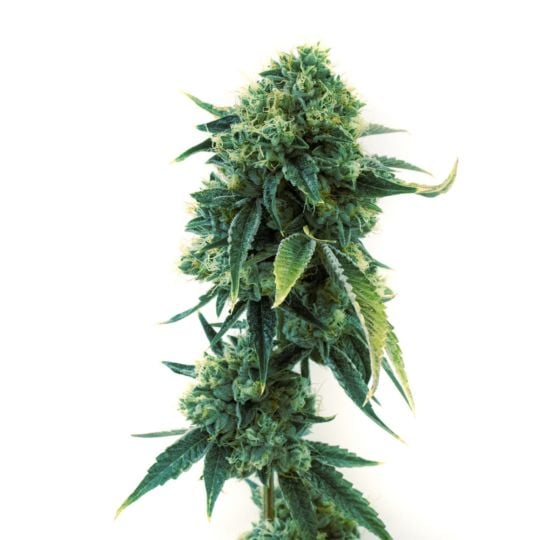 Sour Diesel Feminized Seeds