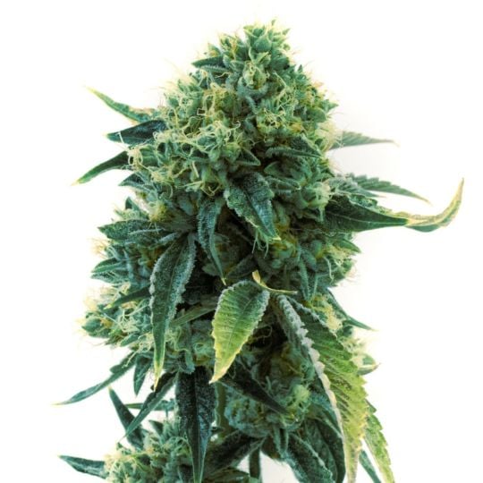 Sour Diesel Feminized Seeds