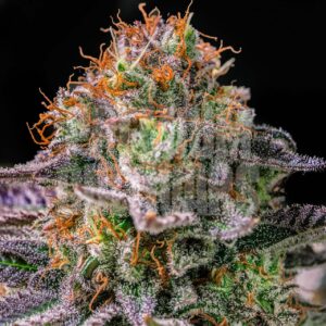 Space Runtz Feminized Seeds