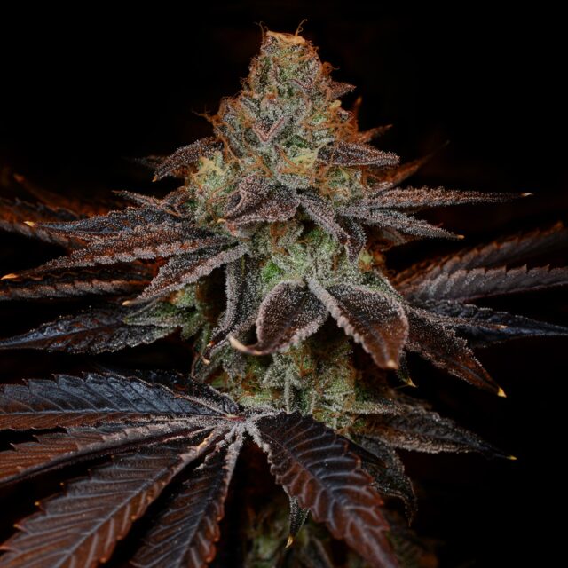 SS1 Feminized Seeds