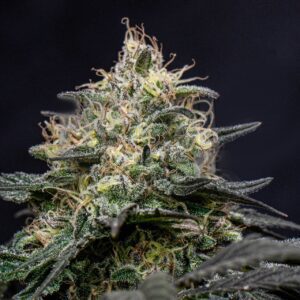 Star Killer Feminized Seeds