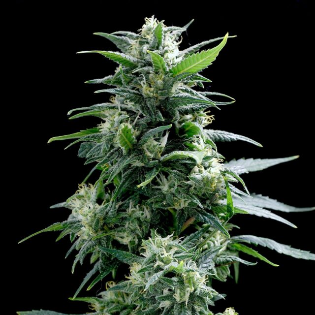 Sticky Buns Feminized Seeds