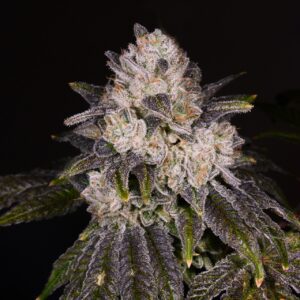 Strawberry Shortcake Feminized Seeds