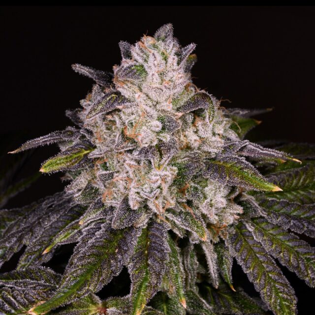 Strawnana Feminized Seeds