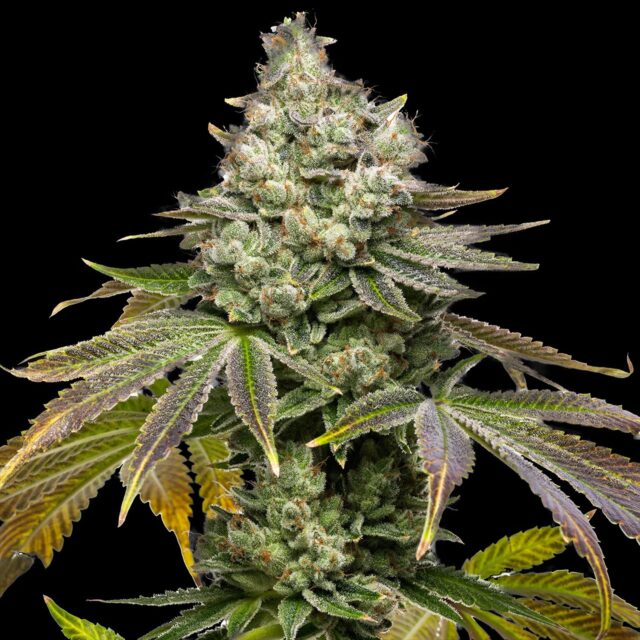 Sundae Driver Feminized Seeds