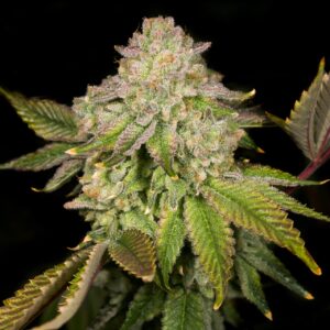 Super Boof Feminized Seeds