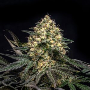 Super Glue Feminized Seeds