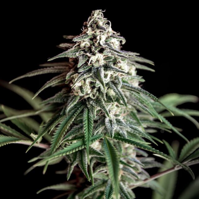 Super Silver Haze Feminized Seeds