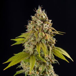 Sweet Tea Feminized Seeds