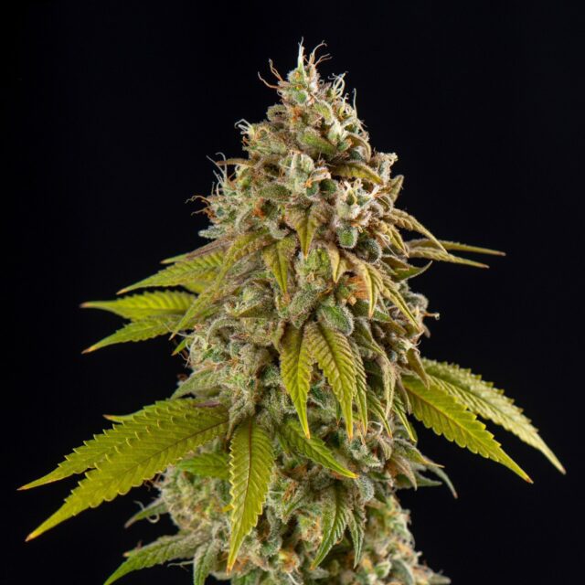 Sweet Tea Feminized Seeds