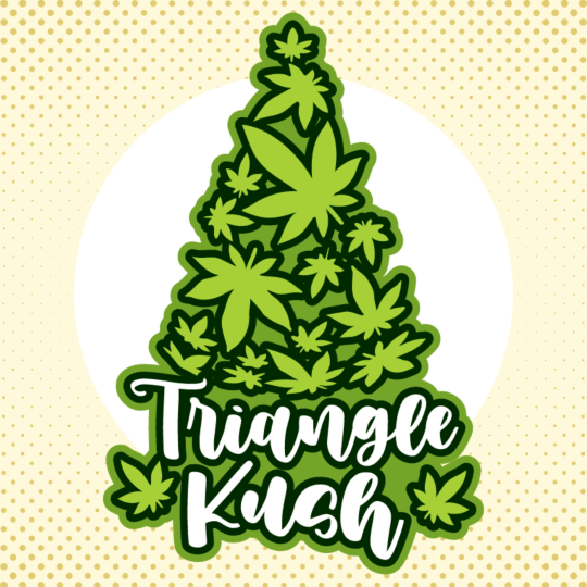 Triangle Kush Feminized Seeds