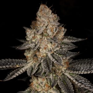 Tropicana Cookies Feminized Seeds