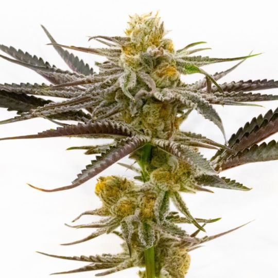 Tropicana Cookies Purple Feminized Seeds