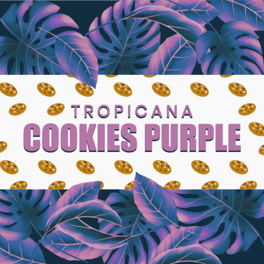 Tropicana Cookies Purple Feminized Seeds