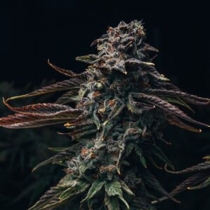 Watermelon Zkittlez Feminized Seeds