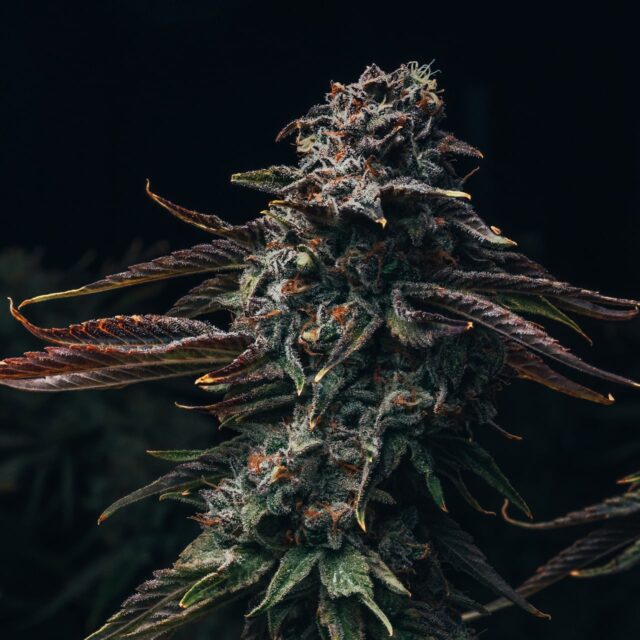 Watermelon Zkittlez Feminized Seeds