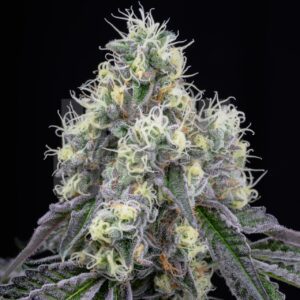 Wedding Crasher Feminized Seeds