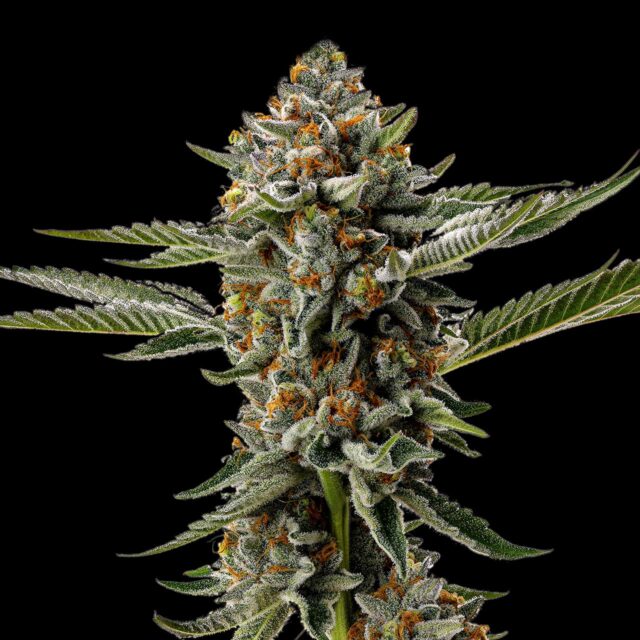 White Tahoe Cookies Feminized Seeds