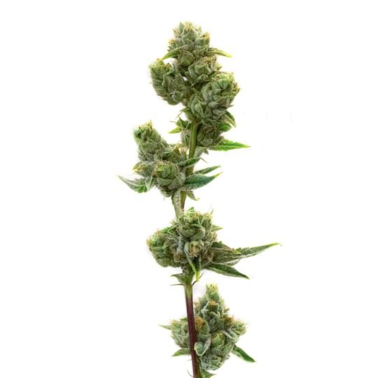 White Widow Feminized Seeds