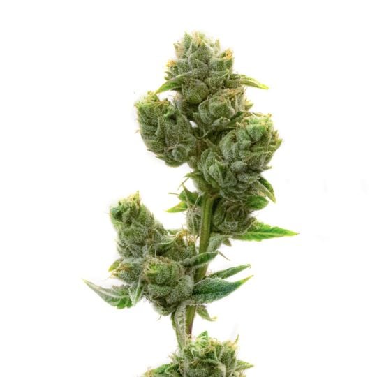 White Widow Feminized Seeds