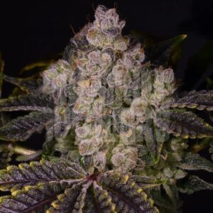 Zkittlez Feminized Seeds