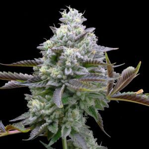 Zoap Feminized Seeds