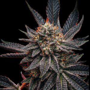 Zookies Feminized Seeds