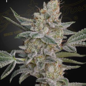 Super Lemon Haze x RS11 Feminized Seeds