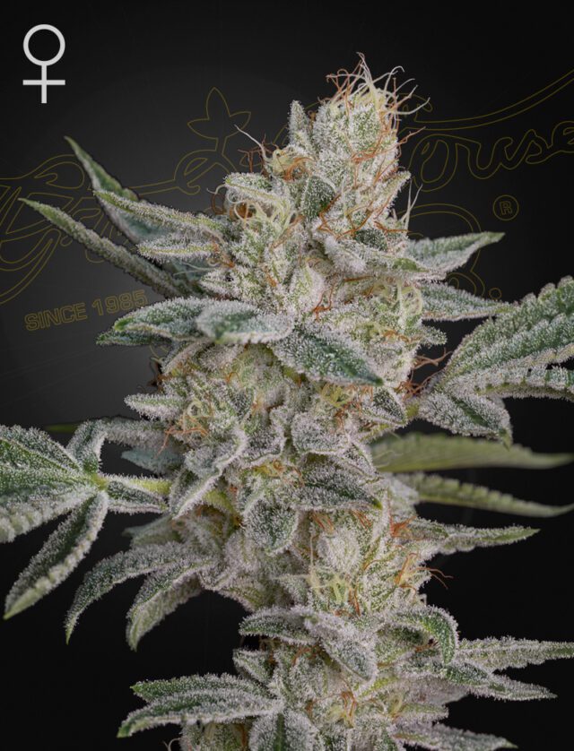 Super Lemon Haze x RS11 Feminized Seeds