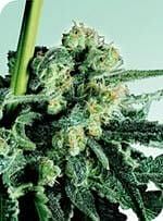 Sensi Skunk Regular Seeds