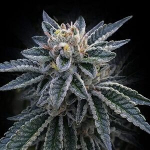 3Peat Feminized Seeds