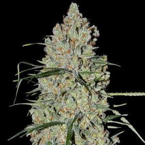 Pineapple Express #2 Auto Feminized Seeds