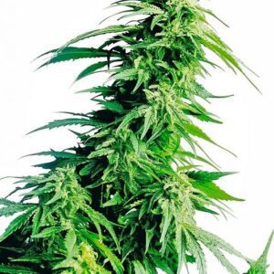 Hindu Kush Regular Seeds