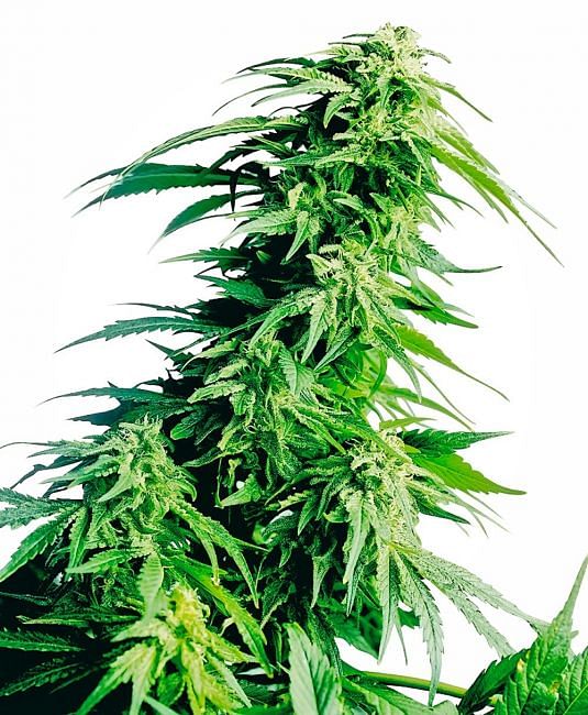 Hindu Kush Regular Seeds