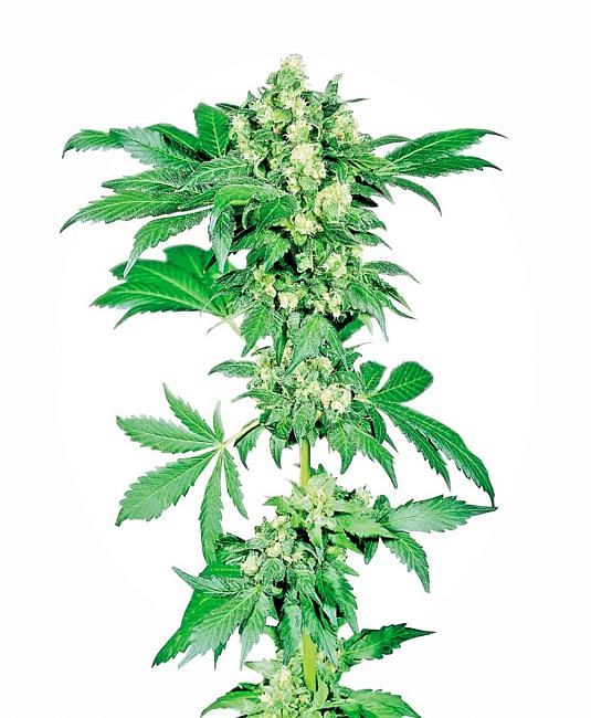 Afghani #1 Feminized Seeds